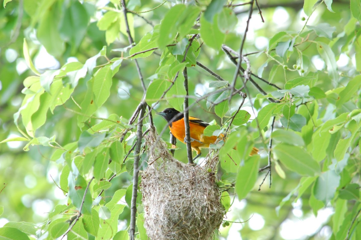 Male Baltimore oriole at nest 2.jpg